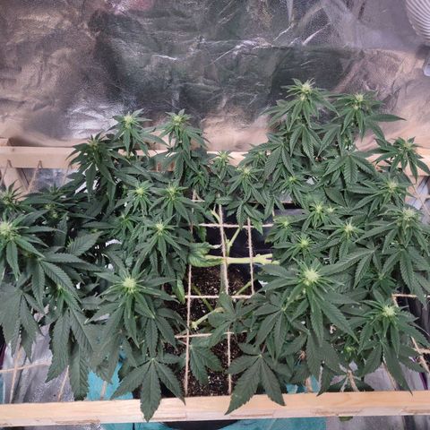 Whitey growlog timeline photo