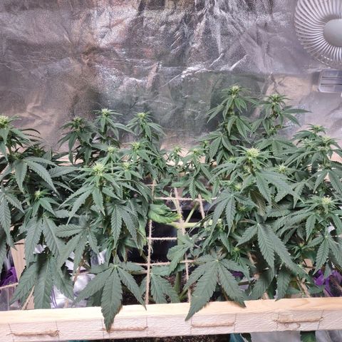 Whitey growlog timeline photo