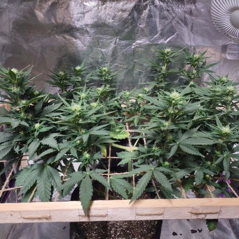 Whitey growlog timeline photo