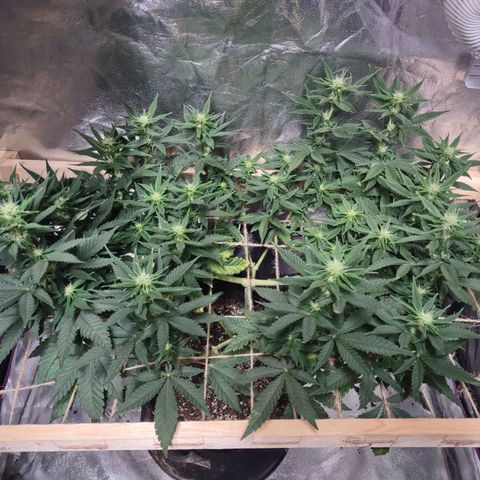 Whitey growlog timeline photo