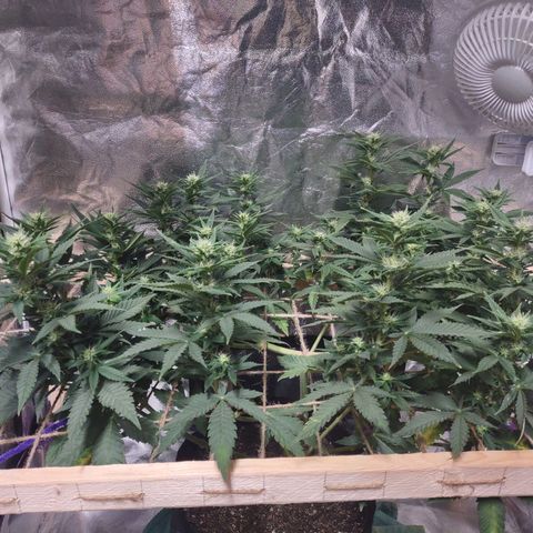 Whitey growlog timeline photo