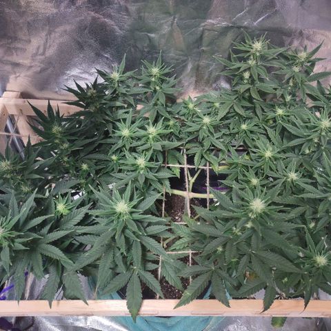 Whitey growlog timeline photo
