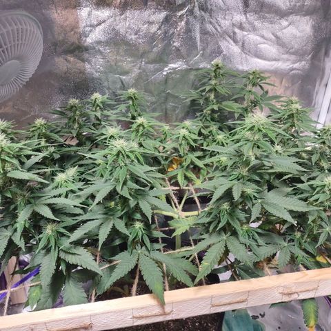 Whitey growlog timeline photo