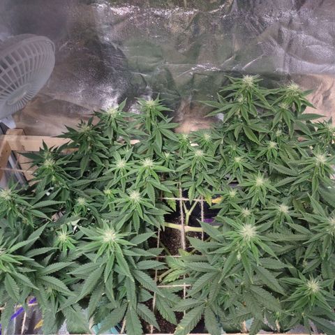 Whitey growlog timeline photo