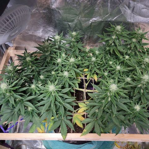 Whitey growlog timeline photo