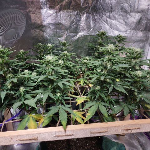 Whitey growlog timeline photo