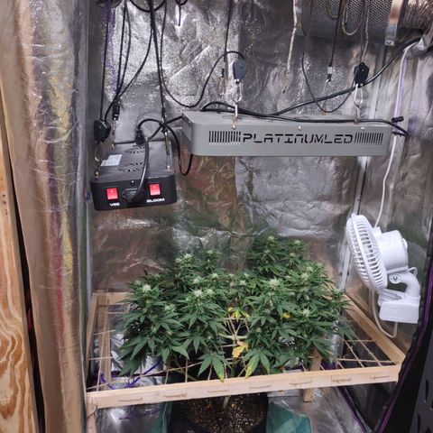 Whitey growlog timeline photo