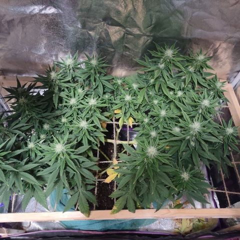 Whitey growlog timeline photo