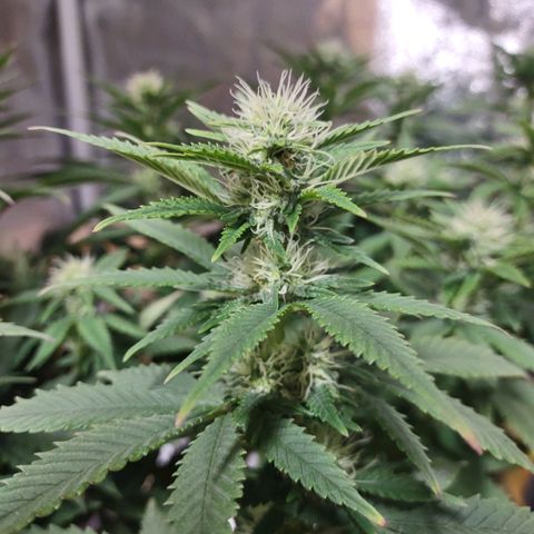 Whitey growlog timeline photo