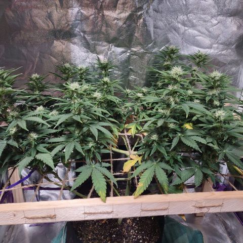 Whitey growlog timeline photo