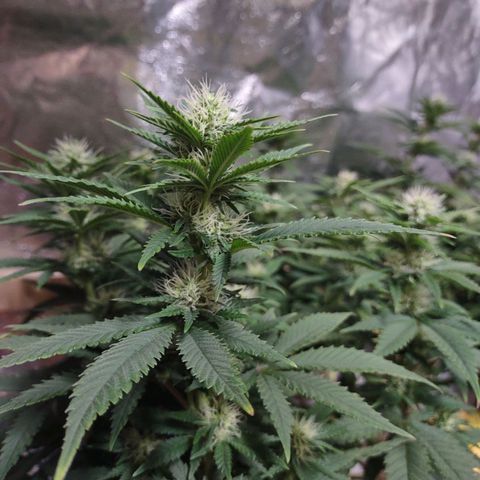 Whitey growlog timeline photo