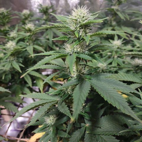 Whitey growlog timeline photo