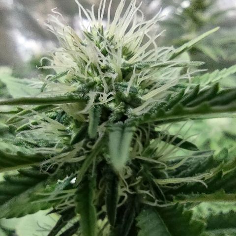 Whitey growlog timeline photo