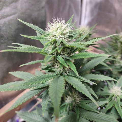 Whitey growlog timeline photo
