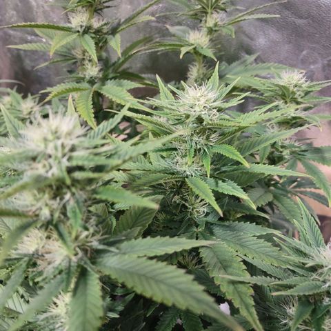Whitey growlog timeline photo