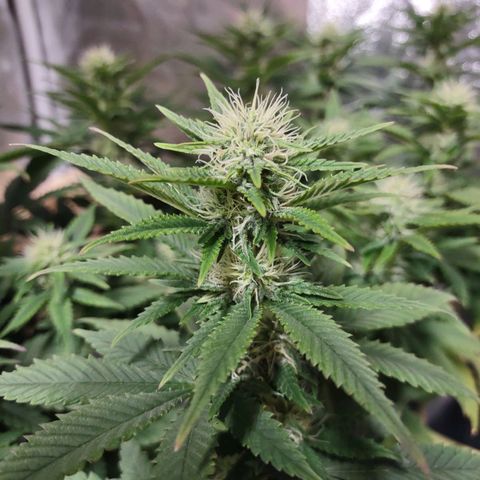 Whitey growlog timeline photo