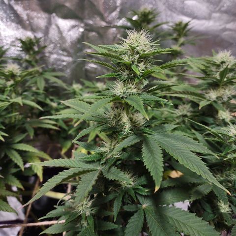 Whitey growlog timeline photo