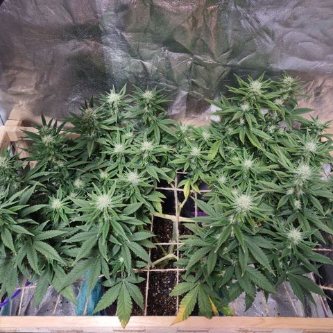 Whitey growlog timeline photo