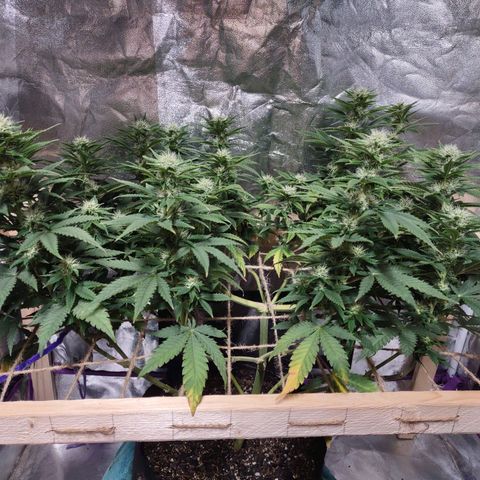 Whitey growlog timeline photo