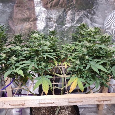 Whitey growlog timeline photo