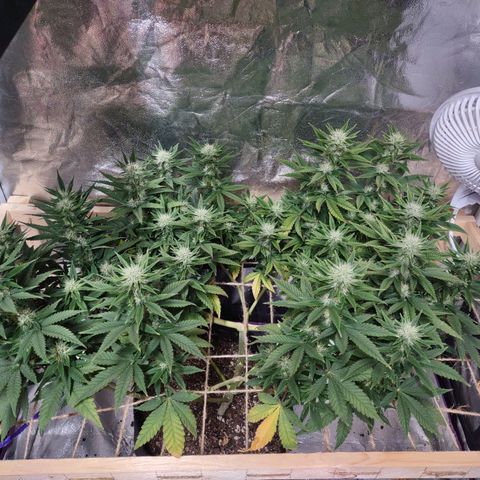 Whitey growlog timeline photo