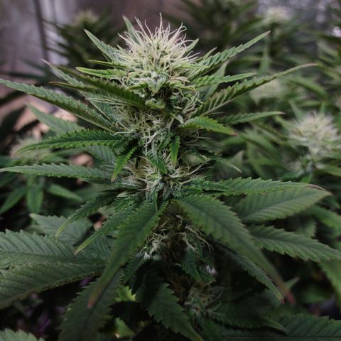 Whitey growlog timeline photo