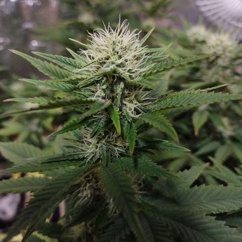 Whitey growlog timeline photo