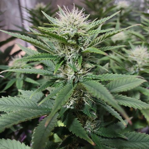 Whitey growlog timeline photo