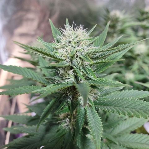 Whitey growlog timeline photo