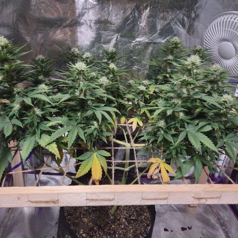 Whitey growlog timeline photo