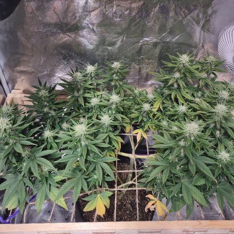 Whitey growlog timeline photo
