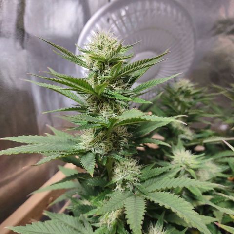Whitey growlog timeline photo