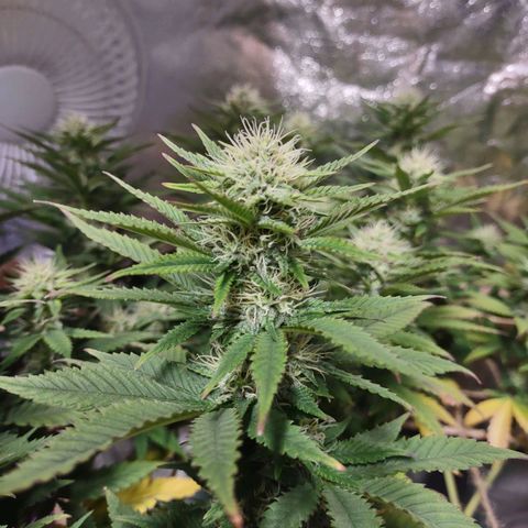 Whitey growlog timeline photo