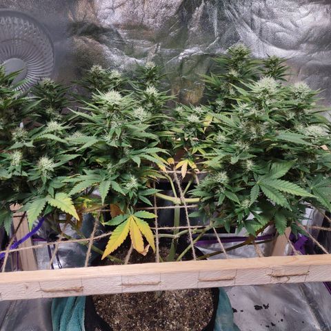 Whitey growlog timeline photo