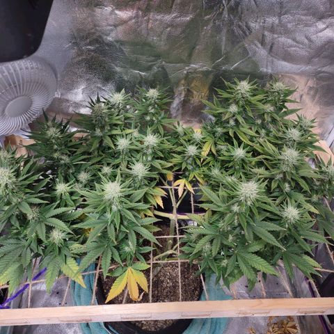 Whitey growlog timeline photo