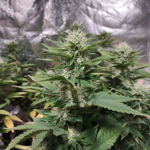 Whitey growlog timeline photo