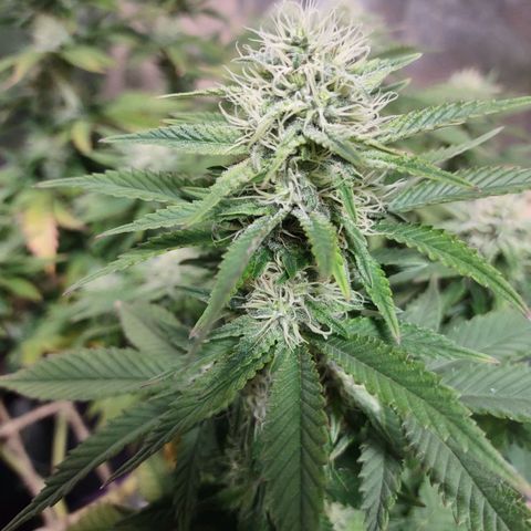 Whitey growlog timeline photo