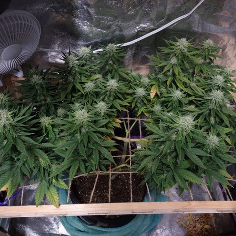 Whitey growlog timeline photo