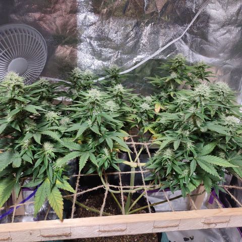 Whitey growlog timeline photo