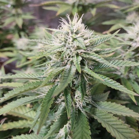 Whitey growlog timeline photo