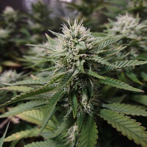 Whitey growlog timeline photo