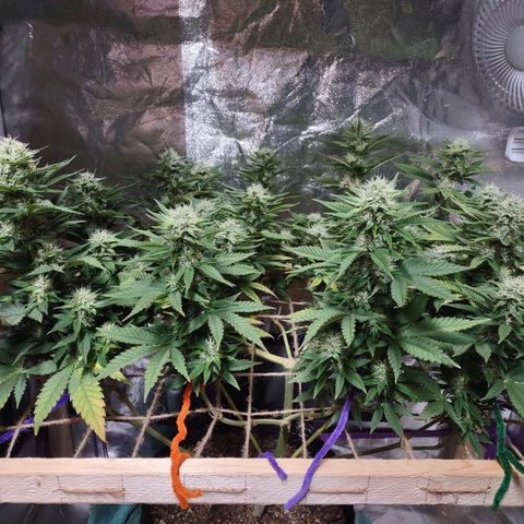 Whitey growlog timeline photo