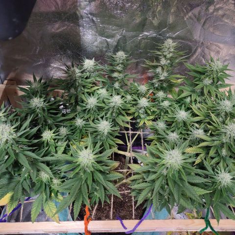 Whitey growlog timeline photo