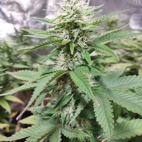 Whitey growlog timeline photo