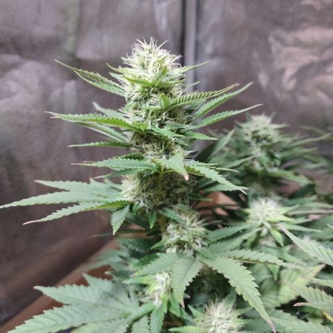 Whitey growlog timeline photo