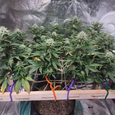Whitey growlog timeline photo