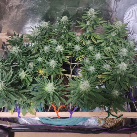 Whitey growlog timeline photo
