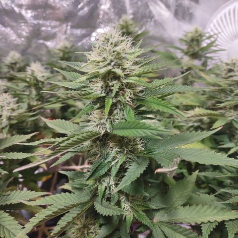 Whitey growlog timeline photo