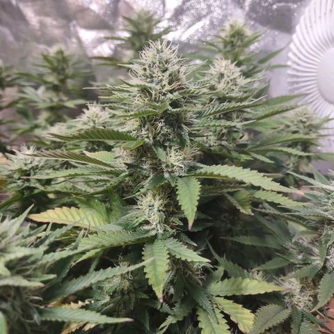 Whitey growlog timeline photo