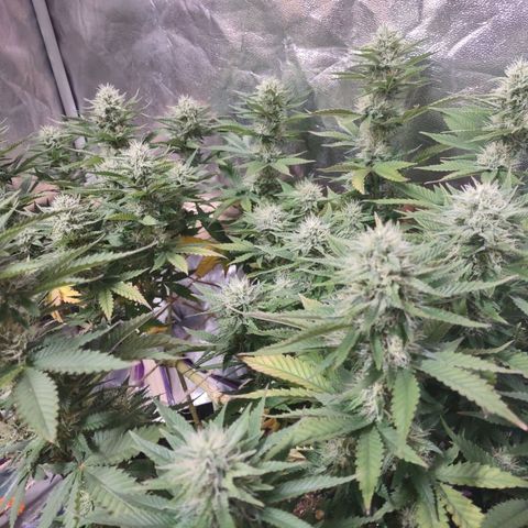 Whitey growlog timeline photo